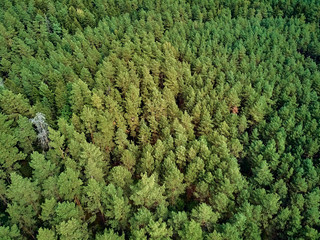 Beautiful panoramic aerial drone view to Bialowieza Forest - one of the last and largest remaining parts of the immense primeval forest that once stretched across the European Plain