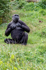 A gorilla makes a breast roll