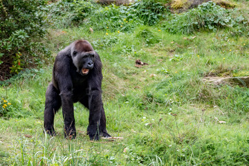Obraz premium gorilla is shouting at the leader