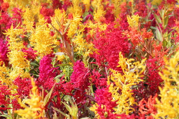 Garden Celosia flowers made of yellow, red and orange Amaranths