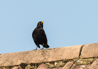 Male Blackbird