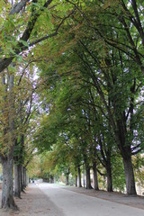 Obraz premium alberi