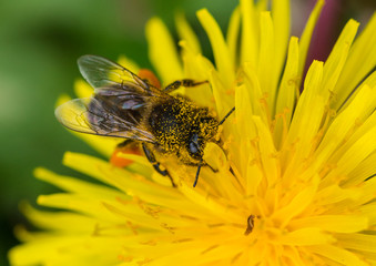 Pollen Addict