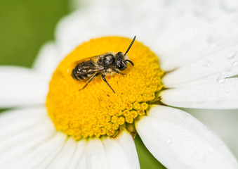 Ox And Bee