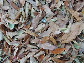 Closeup of autumn leaves
