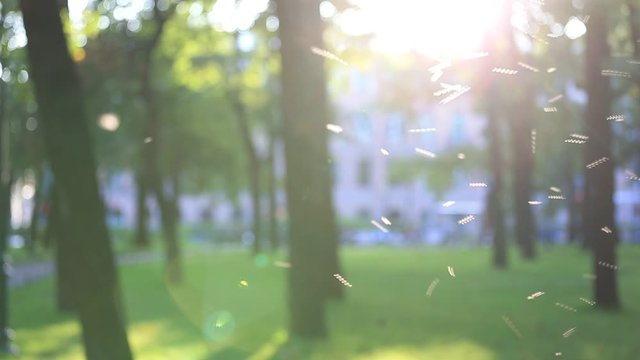 Swarm of insects in the park against the sun, concept of warm summer relaxing day