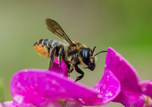 Leaf Cutter Bee