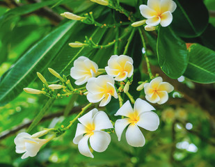 Yellow and white plumeria on the spring.
