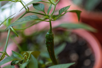 Fototapeta na wymiar Green Cayenne Pepper Plant with Pepper