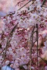 醍醐寺の桜