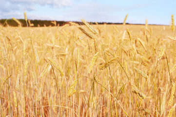 Wheet field harvest crop Estonia
