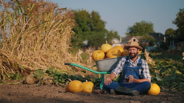 Farmer resting after harvest sitting near a wheelbarrow with pumpkins on the field and drinking beer