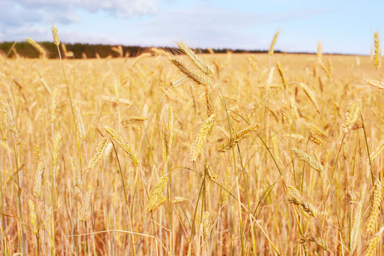 Wheet field harvest crop Estonia
