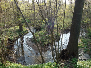 spring walk in the forest