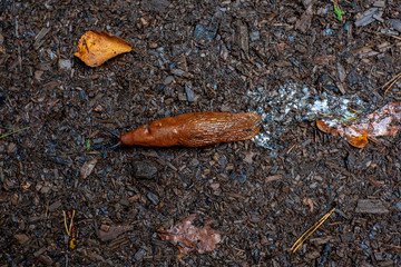 slug is going home in autumn forest after rain