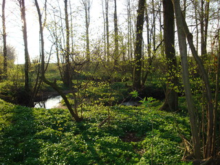 spring walk in the forest