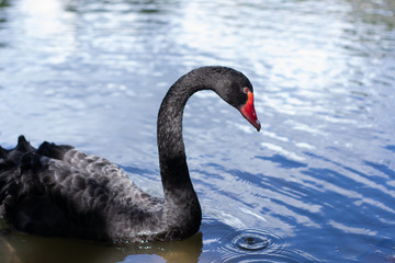 Black beautiful swan swims on the water