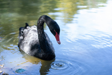 Black beautiful swan swims on the water