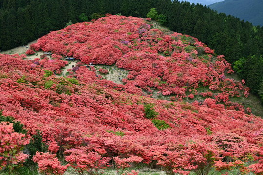 Best 大和葛城山 Images Stock Photos Vectors Adobe Stock