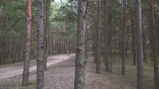 A girl with a dog on a leash walks through a pine forest in the dunes of the Baltic in summer