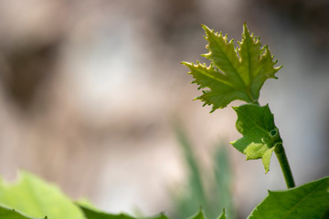 Platanus occidentalis leaf close-up of a single tree.