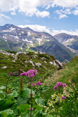 Blooming alpine meadow against mountains with snow patches