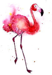Hand drown watercoloured illustration of flamingo, phoenicopterus on white background  element for pattern, card template, cover, textile, wrapping paper, print