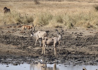 Fototapeta na wymiar Antelope, Kudu drinking water