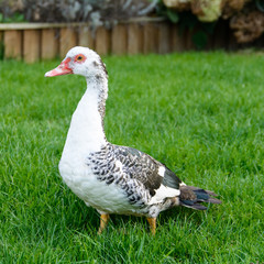 wild muscovy duck on grass	