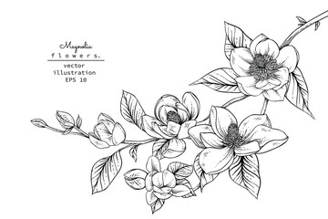 Sketch Floral Botany Collection. Magnolia flower drawings. Black and white with line art on white backgrounds. Hand Drawn Botanical Illustrations.Vector.