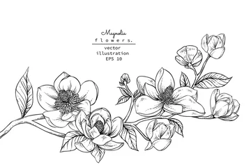 Skizze florale Botanik-Sammlung. Magnolienblumenzeichnungen. Schwarzweiß mit Strichzeichnungen auf weißem Hintergrund. Handgezeichnete botanische Illustrationen.Vektor. © b.illustrations