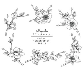 Sketch Floral Botany Collection. Magnolia flower drawings. Black and white with line art on white backgrounds. Hand Drawn Botanical Illustrations.Vector. © b.illustrations