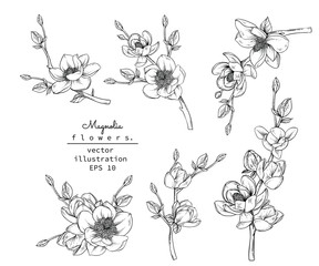 Sketch Floral Botany Collection. Magnolia flower drawings. Black and white with line art on white backgrounds. Hand Drawn Botanical Illustrations.Vector. - obrazy, fototapety, plakaty