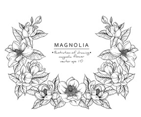 Sketch Floral Botany Collection. Magnolia flower drawings. Black and white with line art on white backgrounds. Hand Drawn Botanical Illustrations.Vector. © b.illustrations