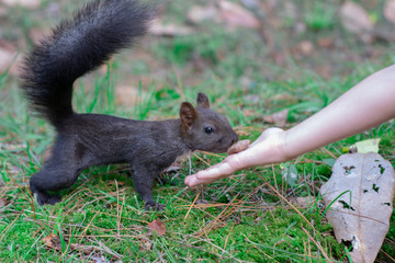 Squirrel. A funny black squirrel takes the nuts from his hands. Funny red squirrel on green grass background