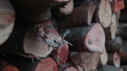 Wooden Logs. Cross section of the tree.