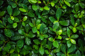 Ficus annulata, Banyan Tree leaf background