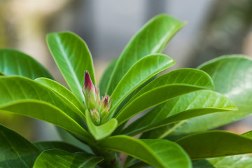 Azalea flowers in the garden