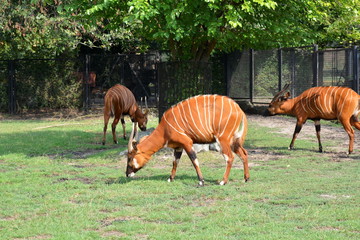 Bongo leśne, antylopa bongo (Tragelaphus eurycerus)