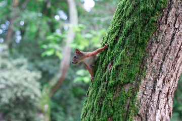 squirrel sits on the trunk of the tree and chews nuts on the background of sky