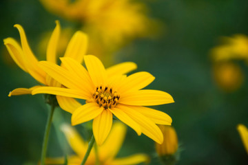 Yellow cosmos flower blooming in the field with blurred background.Selective focus.