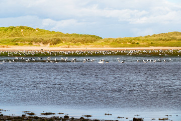 Sand Dunes and Sea Birds