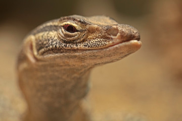 Gouldian Monitor Lizard. Australia