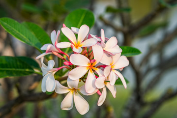 plumeria flower