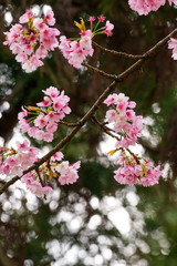 ピンクのサクラの花