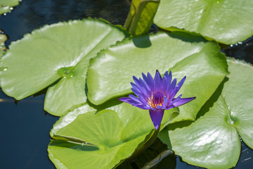 Lotus, water lily