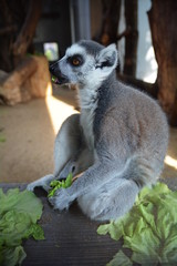 Lemur katta (Lemur catta) © robert6666