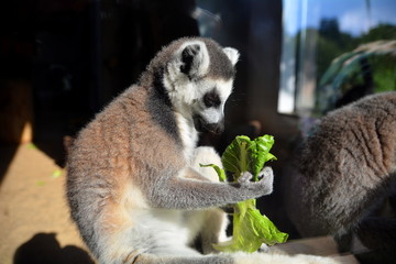 Lemur katta (Lemur catta) © robert6666