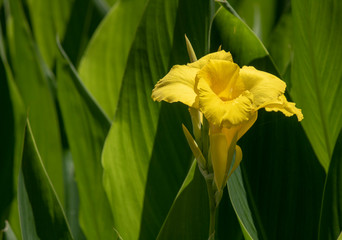 Canna flaccida (Bandanna of the everglades) biksisn yellow flower.