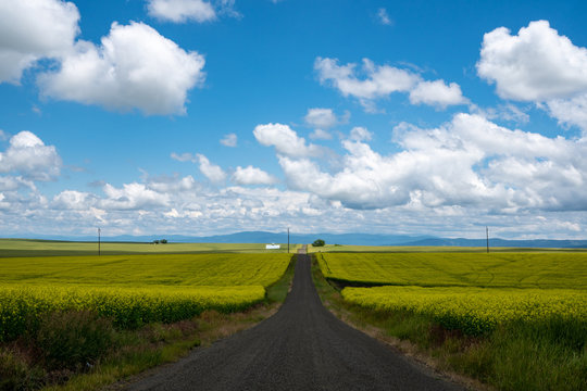 Leading line of a road through a field of mustard plants in the palouse region of western Idaho USA